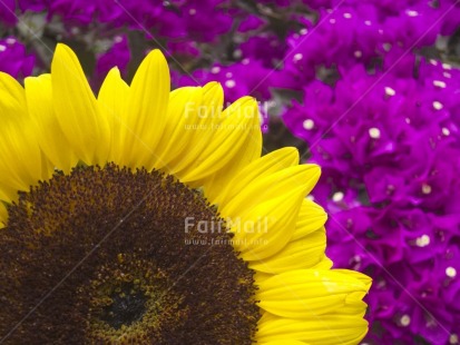 Fair Trade Photo Closeup, Colour image, Day, Flower, Focus on foreground, Horizontal, Nature, Outdoor, Peru, Purple, Seasons, South America, Spring, Summer, Sunflower, Yellow