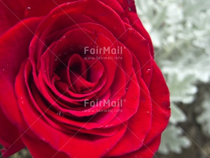 Fair Trade Photo Closeup, Colour image, Day, Flower, Horizontal, Outdoor, Peru, Red, Rose, South America