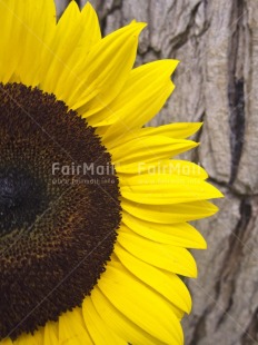 Fair Trade Photo Closeup, Colour image, Day, Flower, Focus on foreground, Nature, Outdoor, Peru, Seasons, South America, Spring, Summer, Sunflower, Tree, Vertical, Yellow