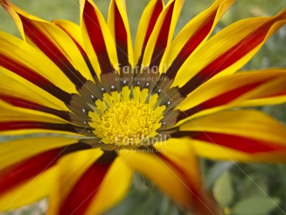 Fair Trade Photo Closeup, Colour image, Day, Flower, Horizontal, Nature, Outdoor, Peru, Red, South America, Yellow