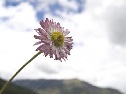 Fair Trade Photo Clouds, Colour image, Day, Flower, Focus on foreground, Horizontal, Mountain, Nature, Outdoor, Peru, Rural, Sky, South America