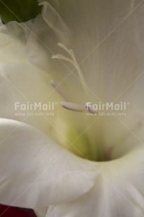 Fair Trade Photo Closeup, Colour image, Flower, Marriage, Nature, Peru, South America, Vertical, White