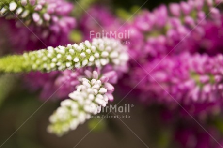 Fair Trade Photo Artistique, Closeup, Colour image, Flower, Horizontal, Nature, Peru, Purple, South America