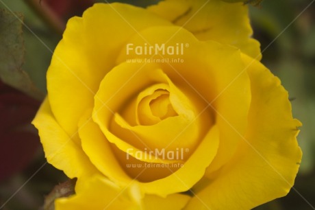 Fair Trade Photo Closeup, Colour image, Flower, Horizontal, Nature, Peru, Rose, South America, Yellow