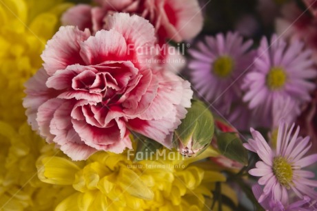 Fair Trade Photo Closeup, Colour image, Flower, Focus on foreground, Horizontal, Nature, Peru, Pink, South America, Yellow