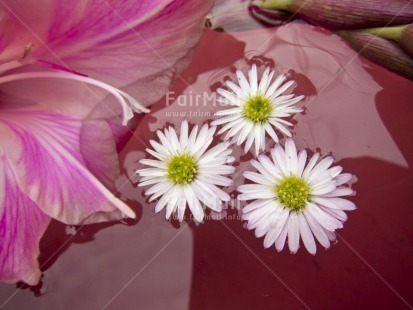 Fair Trade Photo Colour image, Flower, Horizontal, Peru, Pink, South America, Studio, Water, White