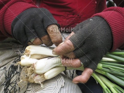 Fair Trade Photo Activity, Agriculture, Colour image, Dailylife, Food and alimentation, Hand, Horizontal, Market, Multi-coloured, Onion, People, Peru, Portrait halfbody, South America, Working