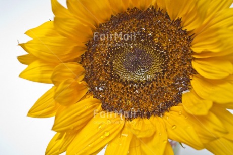 Fair Trade Photo Closeup, Colour image, Flower, Horizontal, Peru, South America, Studio, Sunflower, Waterdrop, Yellow