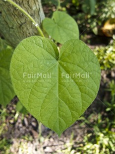 Fair Trade Photo Colour image, Day, Forest, Green, Heart, High angle view, Leaf, Love, Outdoor, Peru, South America, Vertical