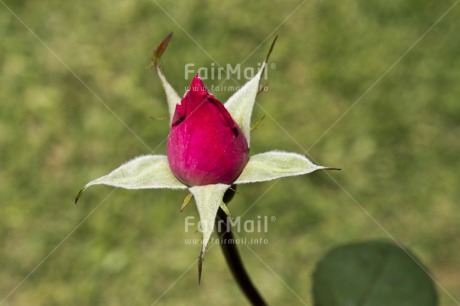 Fair Trade Photo Colour image, Day, Flower, Green, Horizontal, Outdoor, Peru, Red, Rose, South America