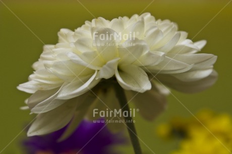 Fair Trade Photo Closeup, Colour image, Flower, Green, Horizontal, Indoor, Low angle view, Peru, South America, Studio, White