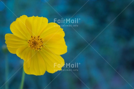 Fair Trade Photo Closeup, Flower, Focus on foreground, Horizontal, Peru, South America, Yellow