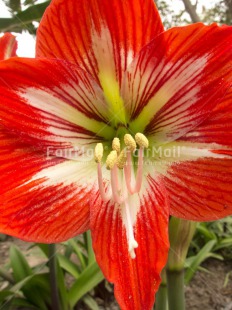 Fair Trade Photo Closeup, Day, Flower, Nature, Outdoor, Peru, Red, Seasons, South America, Summer, Vertical, White, Yellow