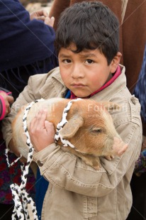 Fair Trade Photo 5 -10 years, Activity, Agriculture, Animals, Day, Latin, Looking at camera, Market, One boy, Outdoor, People, Peru, Pig, South America, Swine, Vertical