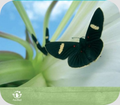 Fair Trade Photo Greeting Card Activity, Animals, Artistique, Black, Blue, Butterfly, Colour image, Condolence-Sympathy, Flower, Flying, Freedom, Horizontal, Insect, Nature, Peru, Plant, Sky, South America, Summer