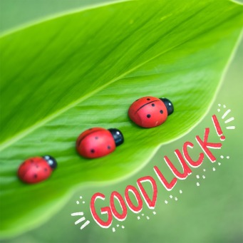 Fair Trade Photo Greeting Card Good luck, Ladybug