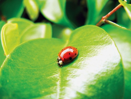 Fair Trade Photo Greeting Card Animals, Closeup, Colour image, Good luck, Green, Horizontal, Insect, Insects, Ladybug, Leaf, Nature, Peru, Red, South America, Summer