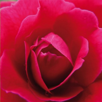 Fair Trade Photo Greeting Card Asia, Closeup, Colour image, Flower, Horizontal, India, Love, Nature, Pink, Red, Rose