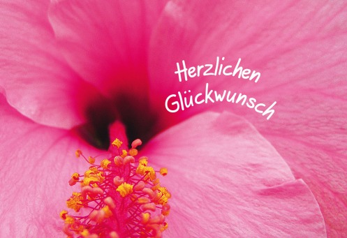 Fair Trade Photo Greeting Card Closeup, Colour image, Flower, Horizontal, Nature, Peru, Pink, South America