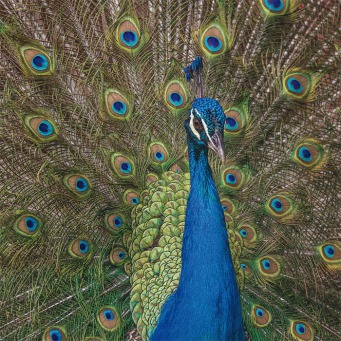 Fair Trade Photo Greeting Card Animals, Bird, Colour image, Colourful, Horizontal, Peacock, Peru, Pride, South America, Well done