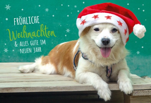 Fair Trade Photo Greeting Card Animals, Christmas, Colour image, Dog, Hat, Horizontal, Peru, South America, Star