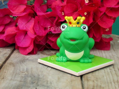 Fair Trade Photo Flower, Frog, Prince