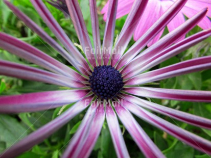 Fair Trade Photo Flower, Mothers day, Nature, Purple