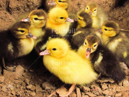 Fair Trade Photo Animals, Baby, Colour image, Cute, Duck, Friendship, Group, Horizontal, Outdoor, People, Peru, South America, Together, Yellow