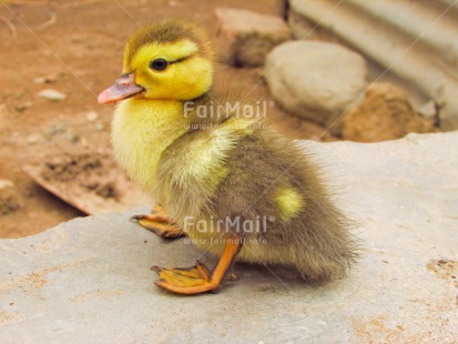 Fair Trade Photo Animals, Baby, Colour image, Cute, Duck, Horizontal, Outdoor, People, Peru, South America
