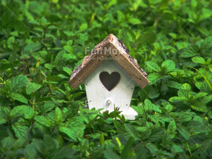 Fair Trade Photo Colour image, Green, Heart, Home, House, Nature, New home, Outdoor, Peru, Plant, South America, White
