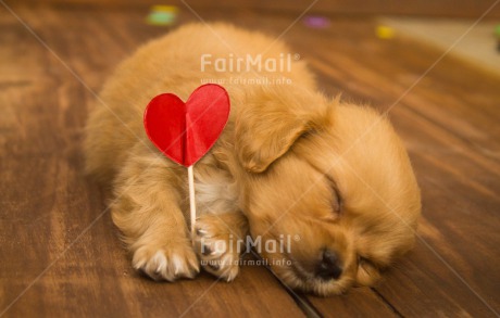 Fair Trade Photo Activity, Animals, Colour image, Cute, Dog, Fathers day, Friendship, Heart, Holding, Horizontal, Love, Lying, Mothers day, Peru, Puppy, Red, Sleeping, South America, Valentines day