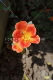Fair Trade Photo Animals, Colour image, Flower, Food and alimentation, Fruits, Insect, Nature, Orange, Peru, South America, Tree, Vertical