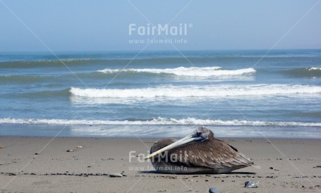 Fair Trade Photo Activity, Animals, Beach, Birds, Colour image, Horizontal, Pelican, Peru, Relaxing, Sea, South America