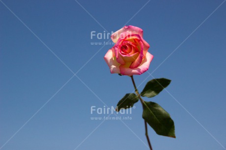 Fair Trade Photo Blue, Closeup, Colour image, Horizontal, Love, Marriage, Mothers day, Peru, Pink, Rose, Shooting style, South America, Thank you, Wedding
