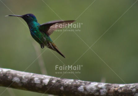 Fair Trade Photo Animals, Bird, Closeup, Colour image, Horizontal, Hummingbird, Peru, Shooting style, South America