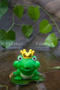 Fair Trade Photo Animals, Colour image, Cute, Dreaming, Frog, Funny, Love, Peru, River, Smile, South America, Valentines day, Vertical, Water