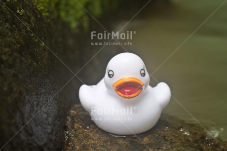 Fair Trade Photo Animals, Colour image, Duck, Holiday, Horizontal, River, Swimming diplome, Travel, Water