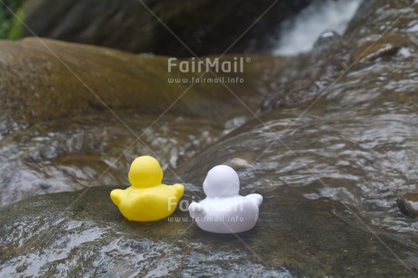 Fair Trade Photo Animals, Colour image, Duck, Holiday, Horizontal, River, Swimming diplome, Travel, Water