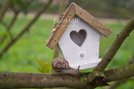 Fair Trade Photo Animals, Colour image, Heart, Horizontal, House, Insect, Love, New home, Peru, Snail, South America