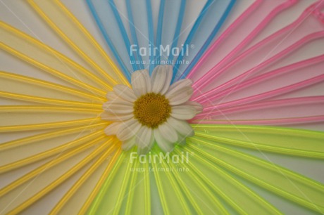 Fair Trade Photo Colour image, Colourful, Daisy, Flower, Friendship, Horizontal, Mothers day, Peru, South America