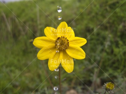 Fair Trade Photo Colour image, Flower, Focus on foreground, Horizontal, Nature, Outdoor, Peru, South America, Waterdrop, Yellow