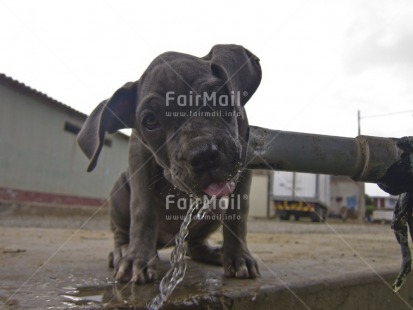 Fair Trade Photo Activity, Animals, Colour image, Day, Dog, Drinking, Funny, Horizontal, Looking at camera, Outdoor, Peru, South America, Street, Streetlife