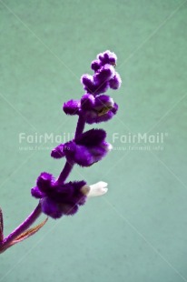Fair Trade Photo Colour image, Flower, Peru, Purple, South America, Vertical