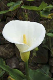Fair Trade Photo Colour image, Condolence-Sympathy, Flower, Green, Nature, Peru, South America, Vertical, White