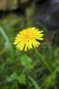Fair Trade Photo Colour image, Day, Flower, Focus on foreground, Nature, Outdoor, Peru, South America, Vertical, Yellow