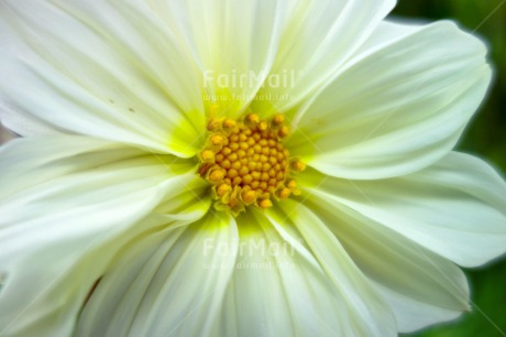Fair Trade Photo Closeup, Condolence-Sympathy, Flower, Focus on foreground, Horizontal, Nature, Peru, South America, White