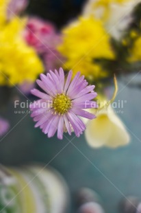 Fair Trade Photo Closeup, Colour image, Day, Flower, Focus on foreground, Garden, Nature, Outdoor, Peru, Purple, South America, Vertical, Yellow