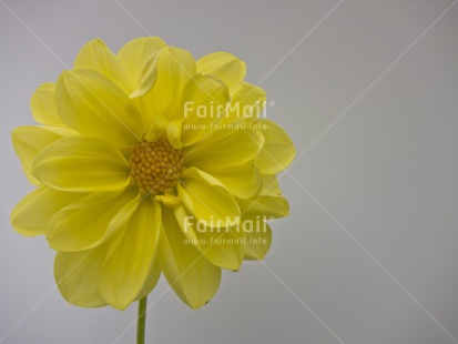 Fair Trade Photo Closeup, Flower, Horizontal, Peru, South America, Studio, White, Yellow