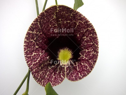 Fair Trade Photo Closeup, Flower, Horizontal, Peru, South America, Studio
