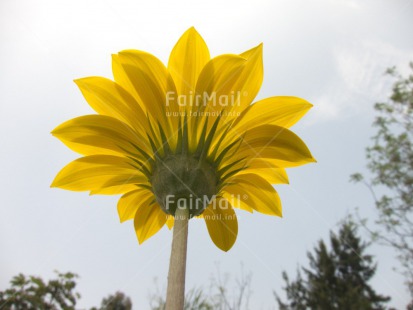 Fair Trade Photo Closeup, Day, Flower, Horizontal, Low angle view, Outdoor, Peru, South America, Yellow